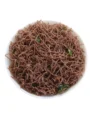 Terra Ragi Omapodi