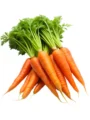 Carrot