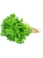 Coriander