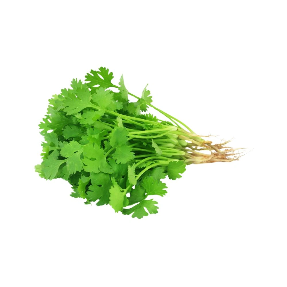 Coriander 1 Bunch