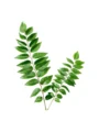 Curry leaves