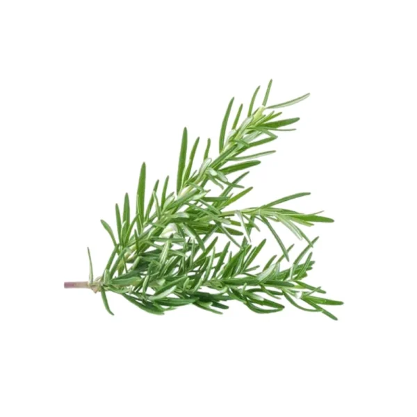 Fresh Rosemary