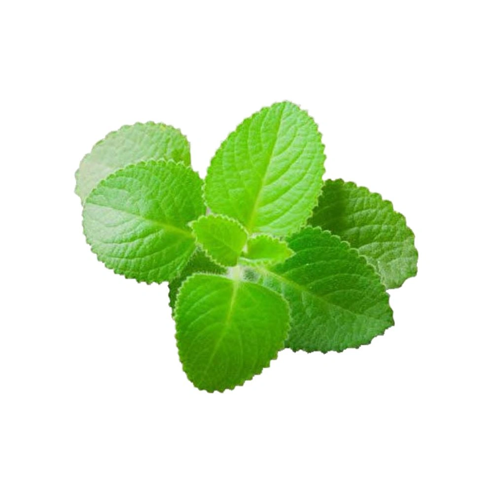 Karpooravalli Leaves | 50 g