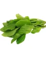 Palak